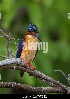 kingfisher malgascio, Corythornis vintsioides, Parco Nazionale Ankarafantsika, Madagascar Foto Stock