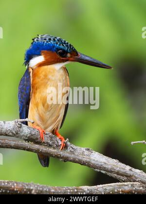 kingfisher malgascio, Corythornis vintsioides, Parco Nazionale Ankarafantsika, Madagascar Foto Stock