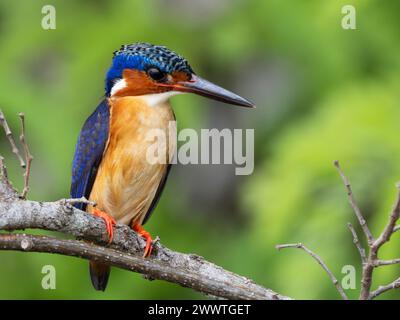 kingfisher malgascio, Corythornis vintsioides, Parco Nazionale Ankarafantsika, Madagascar Foto Stock