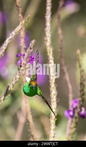 Emerald Hummingbird con testa di rame che pattuglia il suo territorio Foto Stock