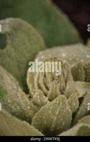 Un'immagine dettagliata di un succulento verde con gocce di rugiada fresche che enfatizzano la consistenza e la vitalità della pianta Foto Stock