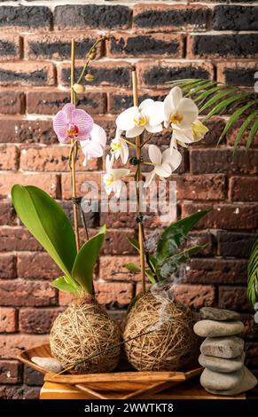 Due orchidee contro pietre e candele contro le pareti di mattoni Foto Stock