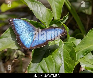 Butterfly Blue Morpho maschile su un primo piano di foglie verdi Foto Stock