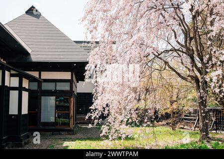 Akita, Giappone - 21 aprile 2023: Residenza samurai Kakunodate, casa tradizionale con fiori di ciliegio Foto Stock