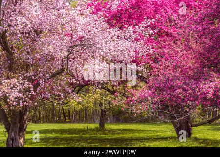 Alberi di crabapple in fiore (Malus) nell'arboreto dei Royal Botanical Gardens, Hamilton, Ontario, Canada Foto Stock