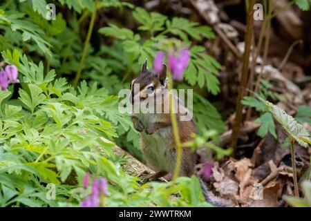 Questo incredibile chipmunk, che sgorga dai fiori Foto Stock