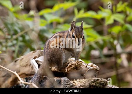 Questo incredibile chipmunk, che sgorga dai fiori Foto Stock