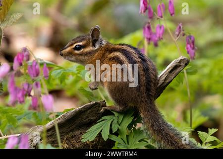 Questo incredibile chipmunk, che sgorga dai fiori Foto Stock