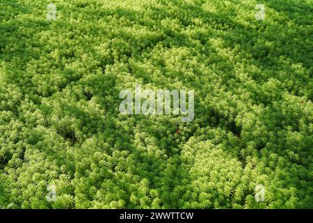 Myriophyllum spicatum/aquaticum in uno stagno Foto Stock