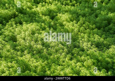 Myriophyllum spicatum/aquaticum in uno stagno Foto Stock