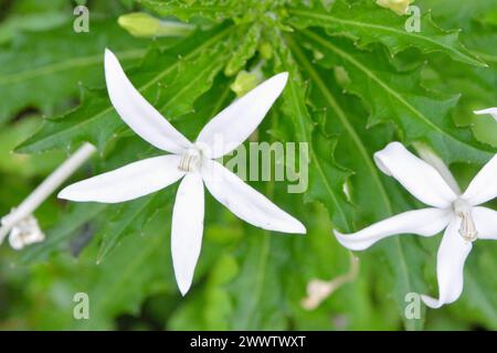 Foto di piante selvatiche intorno alla casa, erbacce Foto Stock