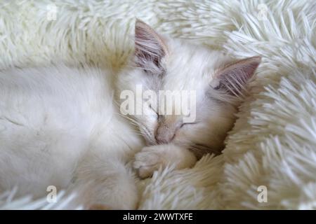 Gattino ragdoll rosso a punta di fiamma che dorme su un letto bianco Foto Stock