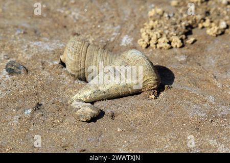 Fango strisciante conchiglie di lumache di mare sulla sabbia di una spiaggia Foto Stock