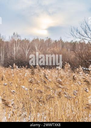 Paesaggio invernale attraverso i campi con erba ghiacciata e palude ghiacciata con alberi all'orizzonte. Area palude ghiacciata in un giorno coperto Foto Stock
