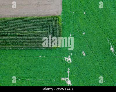 Questa fotografia aerea ravvicinata rivela gli intricati schemi delle diverse piantagioni di colture all'interno di un campo agricolo. La varietà di texture e sfumature di verde illustra la diversità delle colture coltivate fianco a fianco. L'immagine cattura la struttura dettagliata del terreno agricolo, comprese file di piante che creano una tessellazione naturale. Le macchie bianche intervallate potrebbero essere aree in cui le colture sono meno dense o in cui l'acqua si è accumulata dopo la pioggia, aggiungendo così l'effetto patchwork. Questa vista dettagliata dall'alto evidenzia la complessità e la bellezza delle pratiche agricole e può evocare Foto Stock