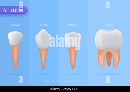 Illustrazione dei tipi di denti del vettore. Vari denti umani sani collezione. Confronto tra elementi stomatoligici a bocca orale. Incisor anatomico, Canino, Pr Illustrazione Vettoriale
