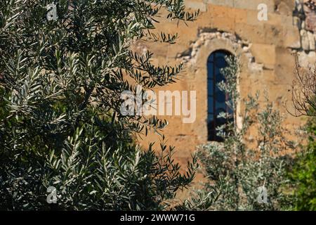 Young olive trees against the background of an old temple, selective focus on tree branches, idea for a postcard Foto Stock