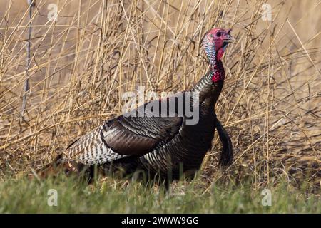 Un primo piano di un tacchino selvatico dell'Illinois in un campo di fieno asciutto Foto Stock