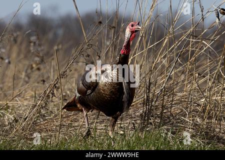 Un primo piano di un tacchino selvatico dell'Illinois in un campo di fieno asciutto Foto Stock