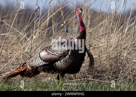 Un primo piano di un tacchino selvatico dell'Illinois in un campo di fieno asciutto Foto Stock