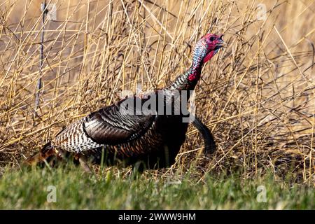 Un primo piano di un tacchino selvatico dell'Illinois in un campo di fieno asciutto Foto Stock