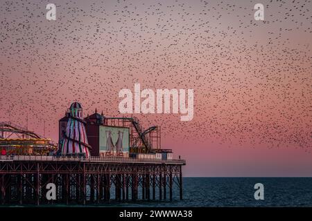 Murazione di Starling al tramonto sul Palace Pier sul lungomare di Brighton, nell'est del Sussex, nell'Inghilterra sud-orientale, Regno Unito Foto Stock