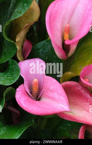 Calla Lily Capitano Samba, zantedeschia Capitano Samba, giglio di tipo rosa/Cerise Arum. Foto Stock