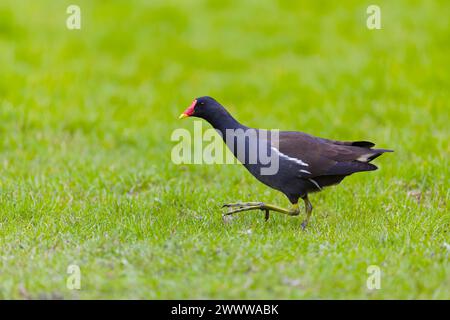 Moorhen Gallinula chloropus, adulto che cammina sull'erba, Suffolk, Inghilterra, marzo Foto Stock