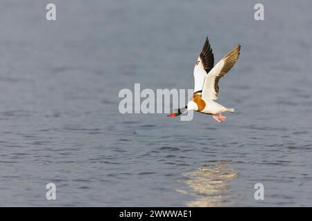 Rifugio comune Tadorna tadorna, volo femminile adulta, Suffolk, Inghilterra, marcia Foto Stock