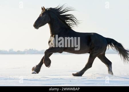 Stallone di cavallo friesiano galoppante nel campo d'inverno Foto Stock