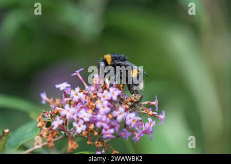 Buff-Tailed Bumblebee; Bombus Terrestris; On Flower; UK Foto Stock