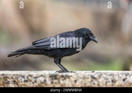 Carrion Crow; Corvus corone; St Ives; Cornovaglia; Regno Unito Foto Stock