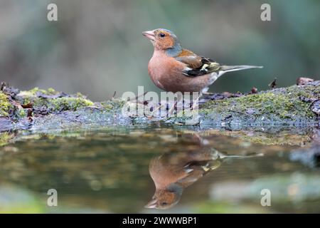 Chaffinch; Fringilla coelebs; maschio; AT Water; Regno Unito Foto Stock