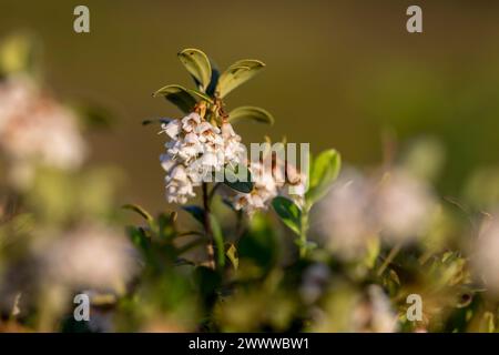 Cowberry; Vaccinium vitis-idaea, fioritura; Regno Unito Foto Stock