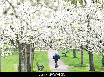 Brighton Regno Unito 26 marzo 2024 - Un ciclista attraversa un viale di fiori primaverili a Hove Park , Brighton nonostante il continuo clima freddo e instabile: Credit Simon Dack / Alamy Live News Foto Stock