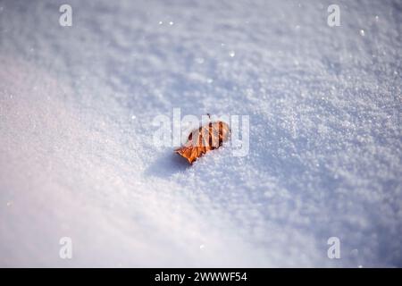 La fine della stagione autunnale con una piccola foglia in scintillante neve con spazio libero e spazio per copiare Foto Stock