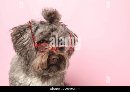 Carino cane Maltipoo che indossa occhiali su sfondo rosa, spazio per testo. Adorabile animale domestico Foto Stock