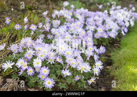 Fiori blu di anemone blanda. Piante perenni che crescono in un letto di fiori da giardino del Regno Unito in primavera Foto Stock