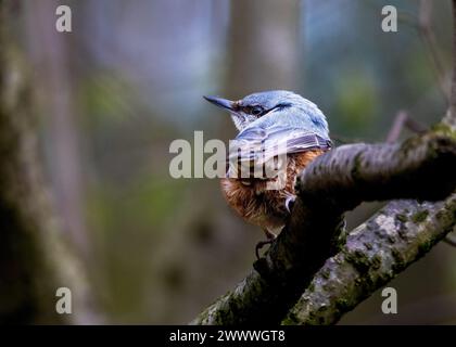 Nuthatch preso nella riserva naturale di Gosforth Park a Newcastle upon Tyne Foto Stock