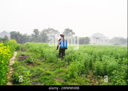 Un agricoltore che spruzza piante di coriandolo (Coriandrum Sativum) con pesticidi per proteggerli dagli insetti. Gli agricoltori stanno conducendo una guerra su più fronti, costretti a combattere nuovi parassiti e malattie. Per loro, spruzzare più pesticidi è una misura presa per “evitare il rischio” di perdere il raccolto. La conseguenza è che il consumo di alimenti contaminati da pesticidi ha effetti devastanti a breve e lungo termine. Uno studio condotto da pesticides Action Network-India (PAN-India) ha rilevato che 56 pesticidi utilizzati in India erano cancerogeni. Kaliganj, West Benga, India. Foto Stock