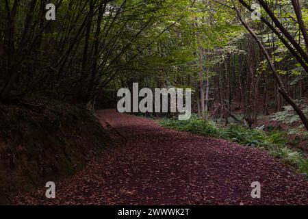 Pista da jogging o da jogging in una foresta lussureggiante con vista mozzafiato. concetto di stile di vita sano. Foto Stock