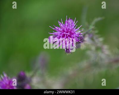 primo piano di un singolo fiore rosa del cardo con sfondo verde tenue Foto Stock