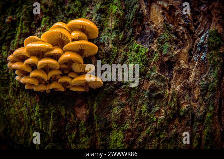 Primo piano di funghi commestibili noti come funghi Enokitake Golden Needle funghi giglio frutti di mare funghi invernali o funghi invernali velluti Foto Stock