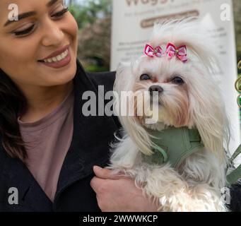 A Maltese Terrier Puppy Dog e il suo proprietario Londra Regno Unito Foto Stock