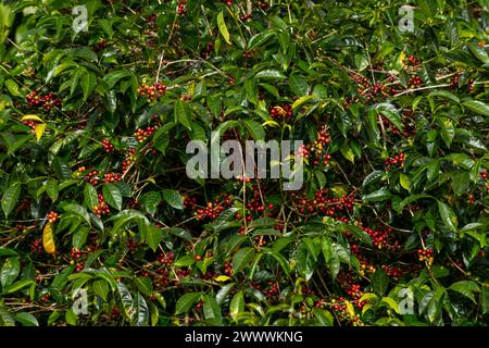 Chicchi di caffè, chicchi di ciliegio sull'albero Foto Stock