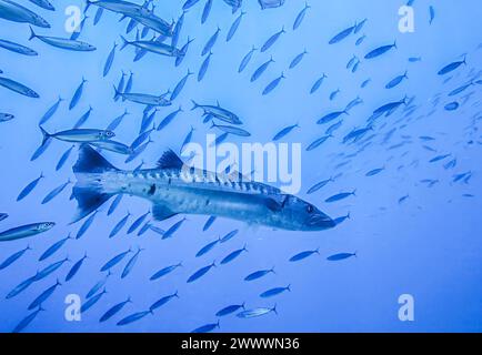 Großer Barrakuda (Sphyraena barracuda), Schwarm, Riff Umma Gammar, Rotes Meer, Ägypten Foto Stock