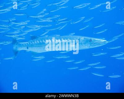 Großer Barrakuda (Sphyraena barracuda), Schwarm, Riff Umma Gammar, Rotes Meer, Ägypten Foto Stock