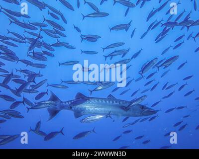 Großer Barrakuda (Sphyraena barracuda), Schwarm, Riff Umma Gammar, Rotes Meer, Ägypten Foto Stock
