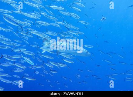 Großer Barrakuda (Sphyraena barracuda), Schwarm, Riff Umma Gammar, Rotes Meer, Ägypten Foto Stock