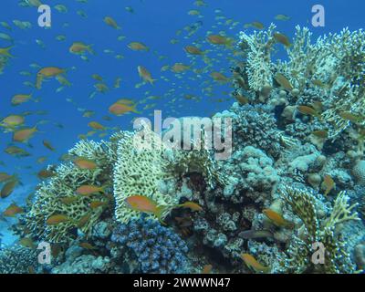 Juwelen-Fahnenbarsche (Pseudanthias squamipinnis), Korallenriff, Tauchplatz Siyul Kebir Reef, Rotes Meer, Ägypten Foto Stock